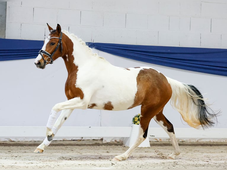 Poni alemán Yegua 3 años 138 cm Pío in Marsberg