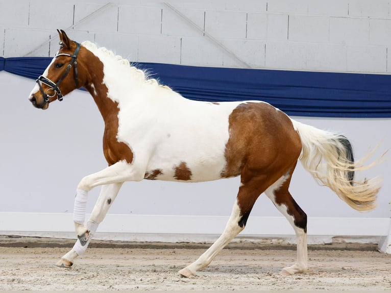 Poni alemán Yegua 3 años 138 cm Pío in Marsberg
