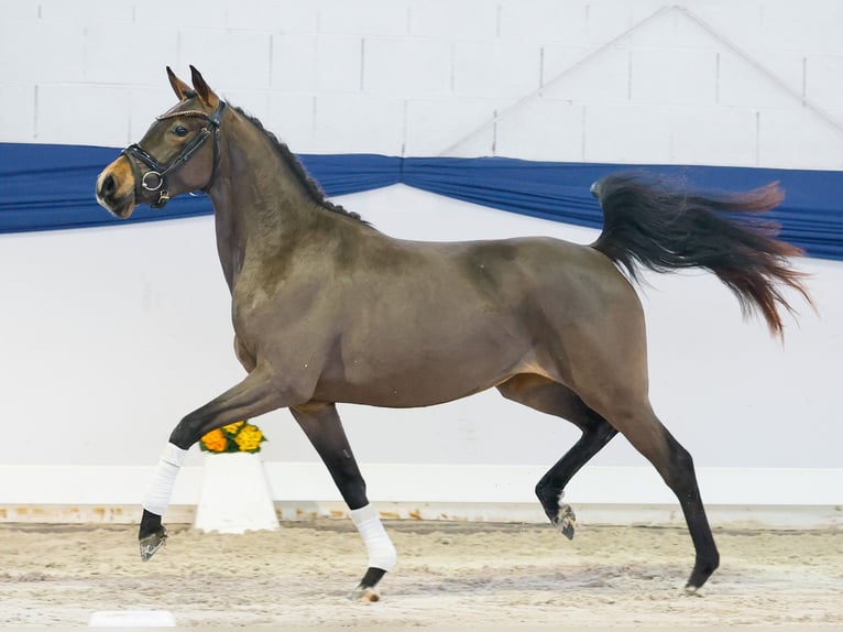 Poni alemán Yegua 3 años 139 cm Castaño in Marsberg