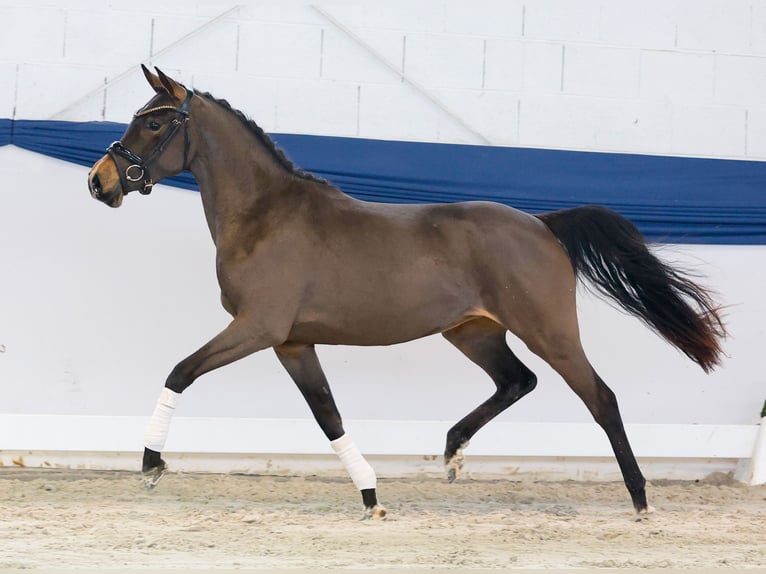Poni alemán Yegua 3 años 139 cm Castaño in Marsberg