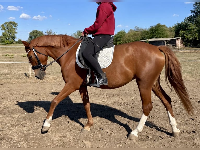 Poni alemán Yegua 3 años 140 cm Alazán-tostado in Kővágóörs