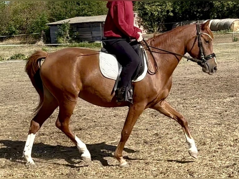 Poni alemán Yegua 3 años 140 cm Alazán-tostado in Kővágóörs