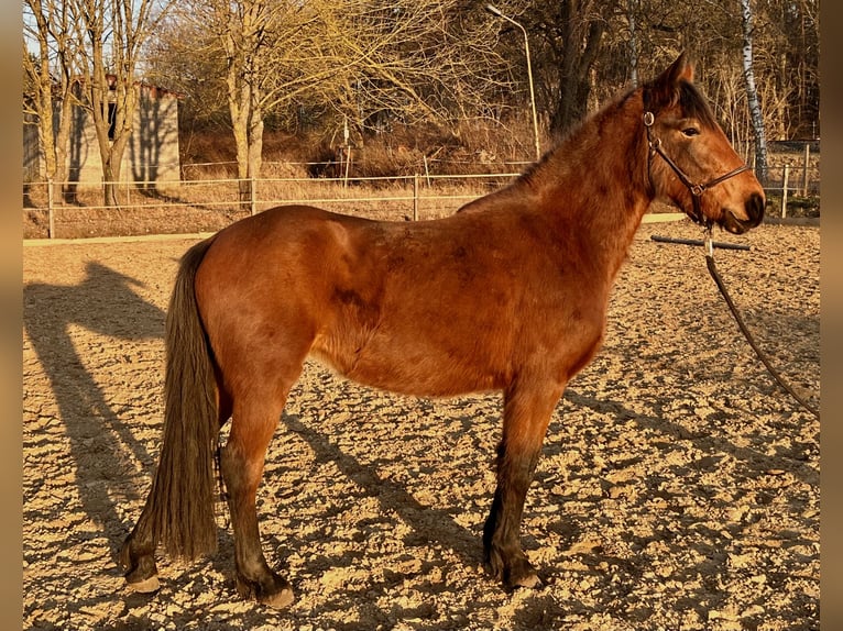 Poni alemán Mestizo Yegua 3 años 140 cm Castaño in Warnow