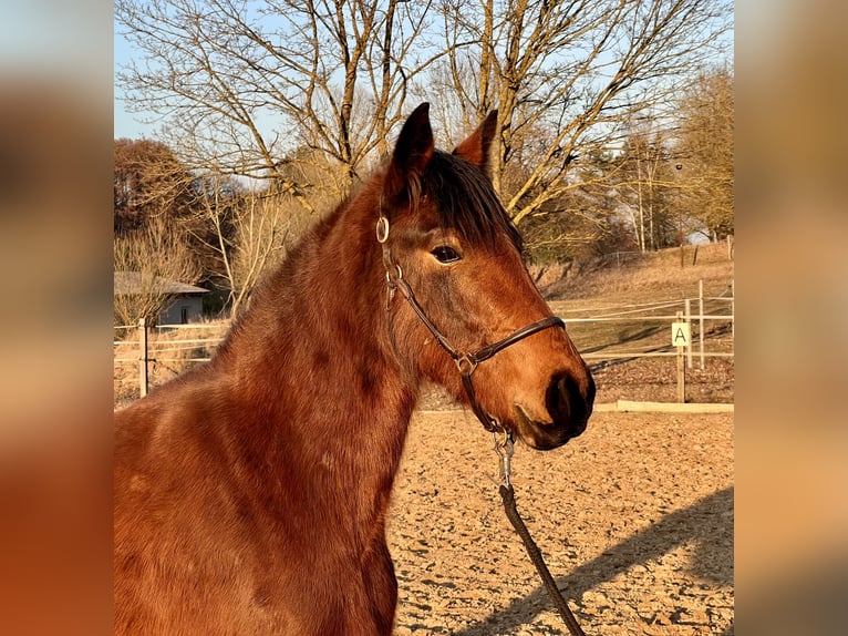Poni alemán Mestizo Yegua 3 años 140 cm Castaño in Warnow