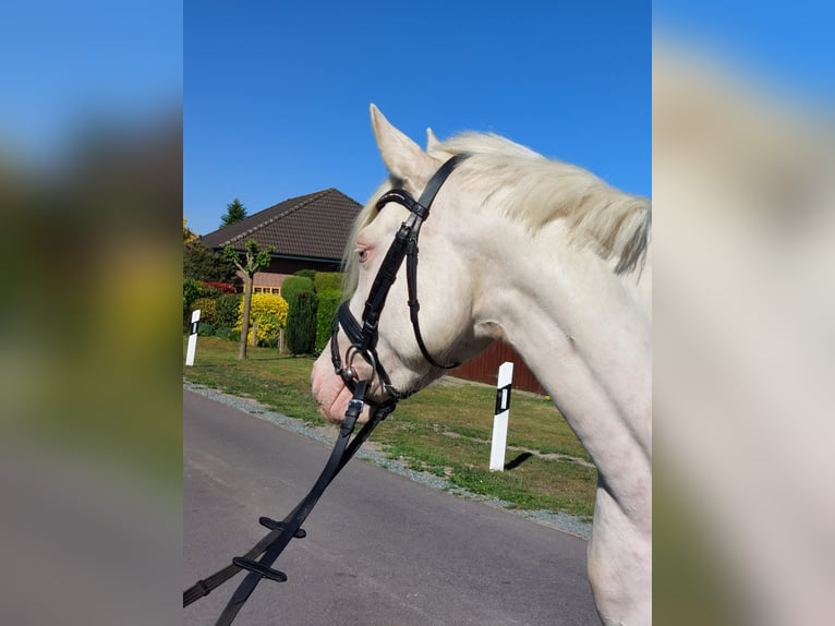 Poni alemán Yegua 3 años 140 cm Cremello in Deinstedt