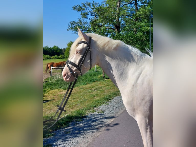 Poni alemán Yegua 3 años 140 cm Cremello in Deinstedt