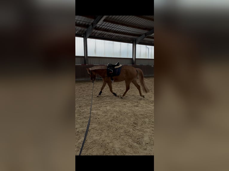 Poni alemán Yegua 3 años 140 cm Palomino in Kirchlinteln