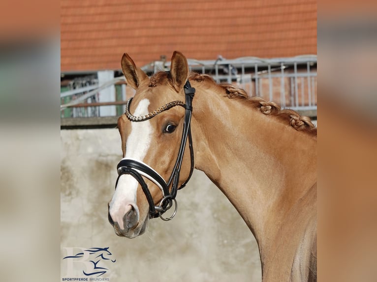 Poni alemán Yegua 3 años 141 cm  in Osnabrück