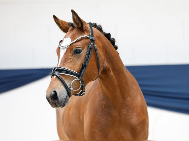 Poni alemán Yegua 3 años 141 cm Castaño in Marsberg