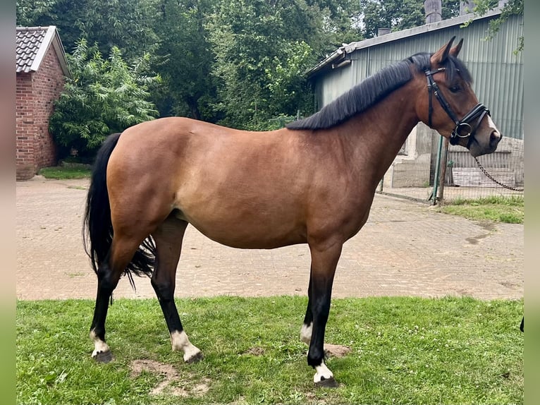 Poni alemán Yegua 3 años 141 cm Castaño oscuro in Badbergen