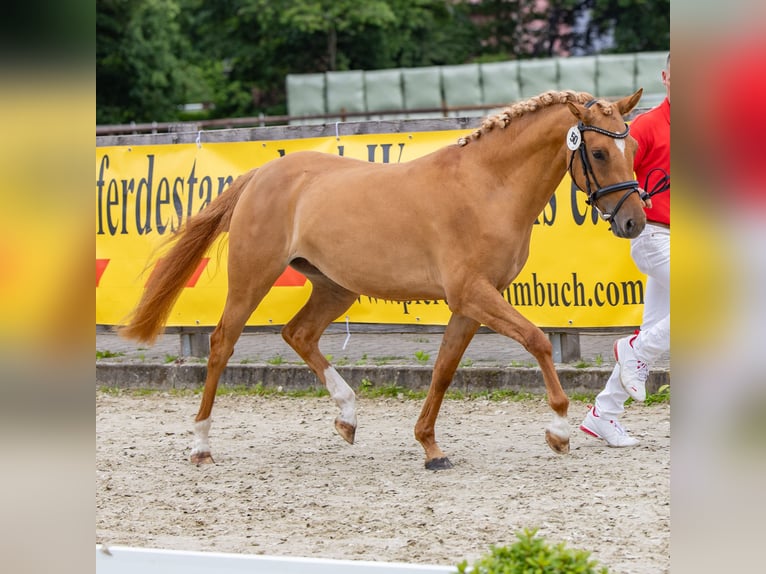 Poni alemán Yegua 3 años 142 cm Bayo in Badbergen