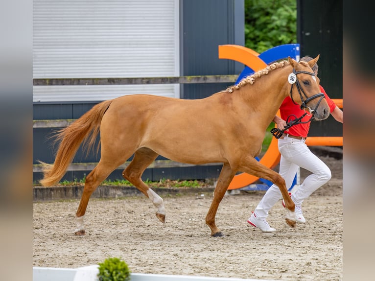 Poni alemán Yegua 3 años 142 cm Bayo in Badbergen