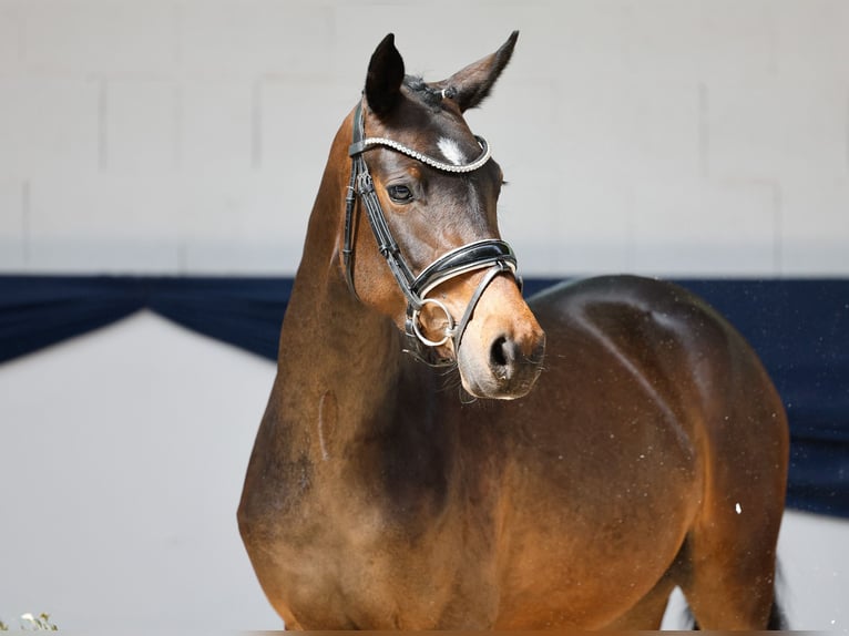 Poni alemán Yegua 3 años 142 cm Castaño in Marsberg