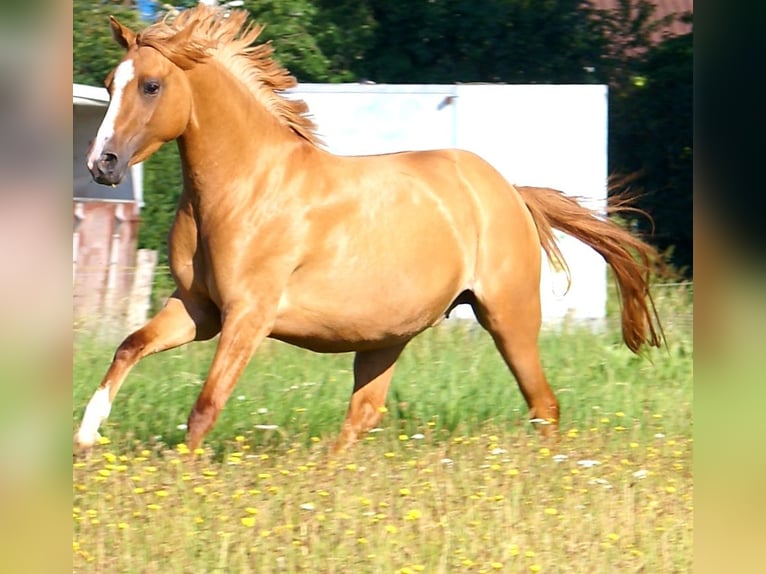 Poni alemán Yegua 3 años 143 cm Alazán in Velpke