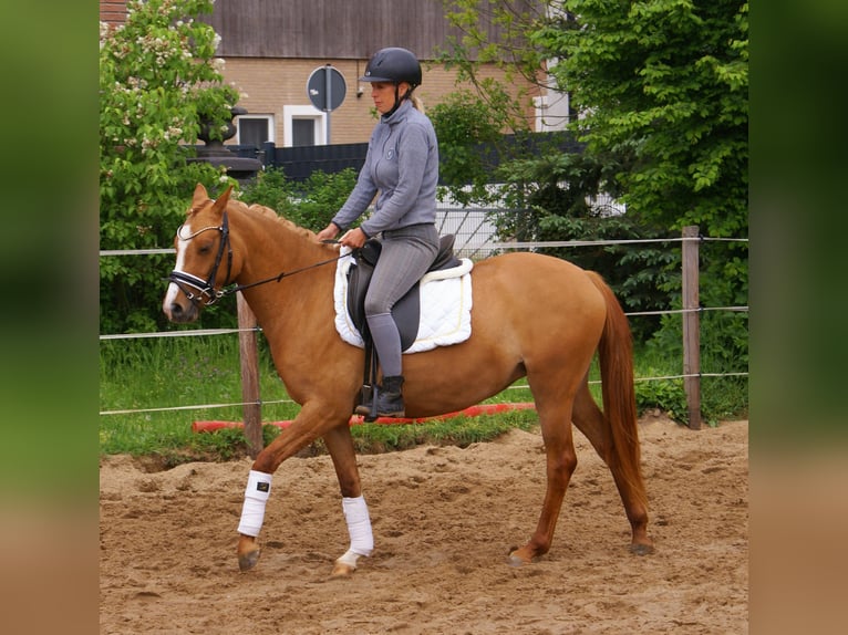 Poni alemán Yegua 3 años 143 cm Alazán in Velpke