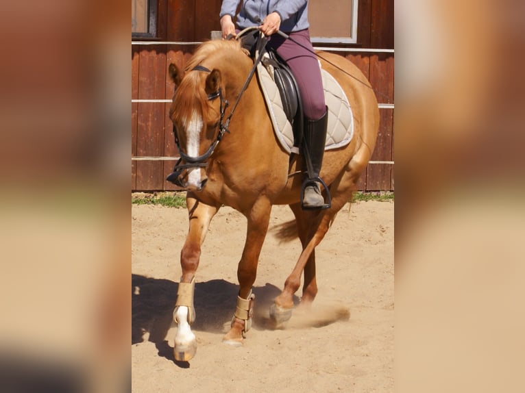 Poni alemán Yegua 3 años 143 cm Alazán in Velpke