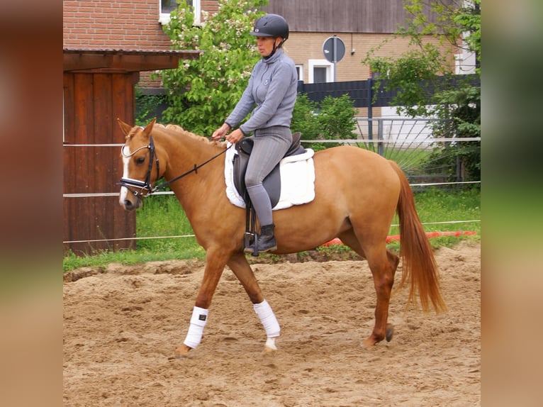 Poni alemán Yegua 3 años 143 cm Alazán in Velpke