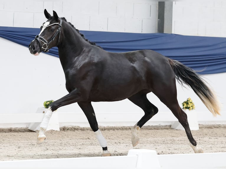 Poni alemán Yegua 3 años 143 cm Negro in Marsberg