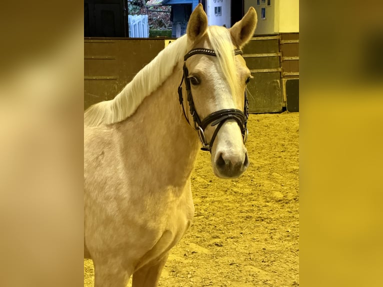 Poni alemán Yegua 3 años 143 cm Palomino in Wetter (Ruhr)