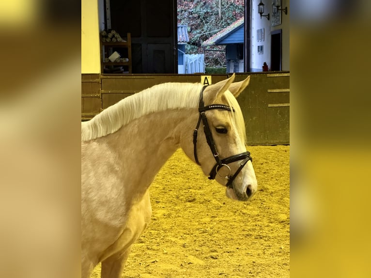 Poni alemán Yegua 3 años 143 cm Palomino in Wetter (Ruhr)