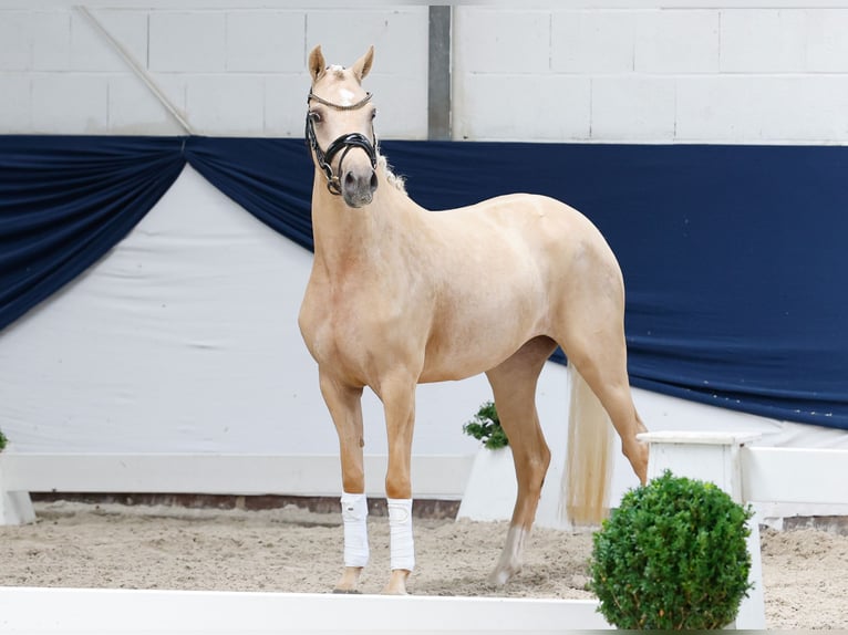 Poni alemán Yegua 3 años 143 cm Palomino in Marsberg