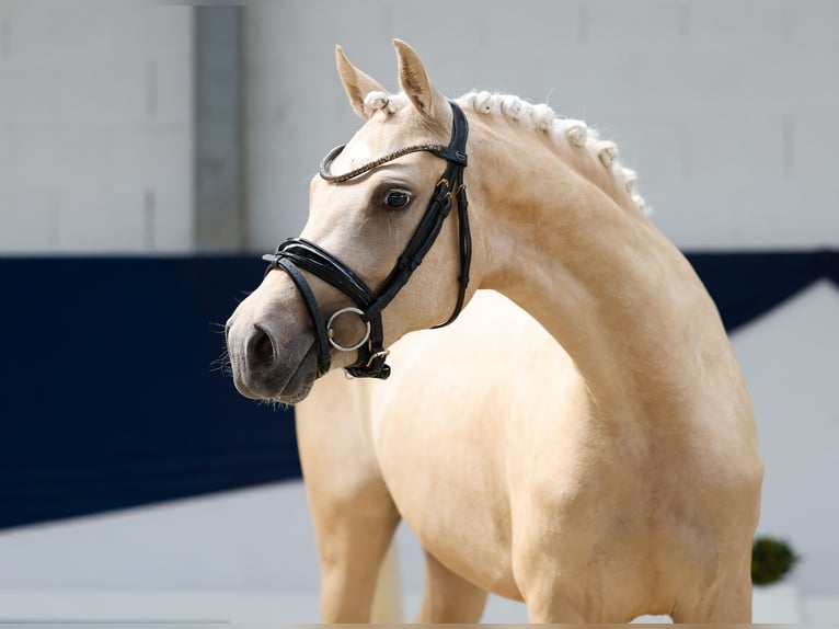 Poni alemán Yegua 3 años 143 cm Palomino in Marsberg