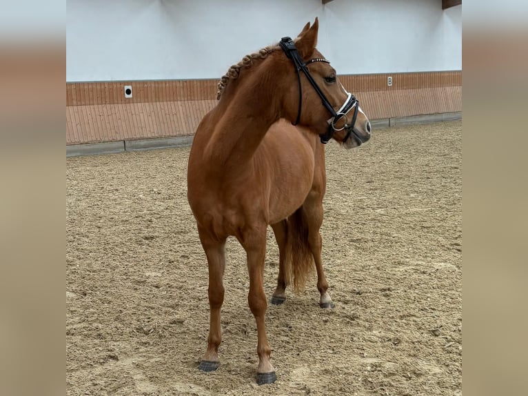 Poni alemán Yegua 3 años 143 cm Red Dun/Cervuno in Burscheid
