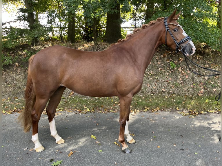 Poni alemán Yegua 3 años 144 cm Alazán in Neuenkirchen-Vörden