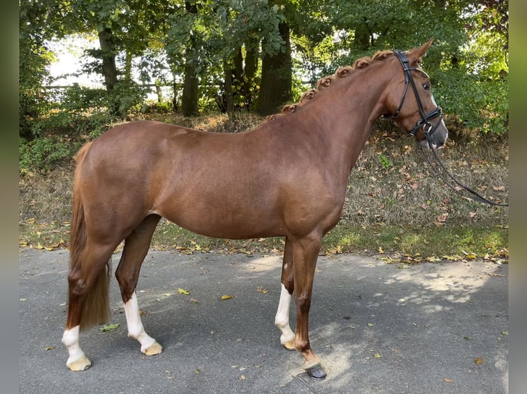 Poni alemán Yegua 3 años 144 cm Alazán in Neuenkirchen-Vörden