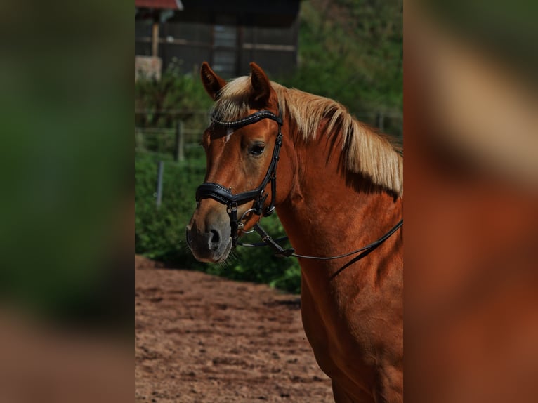 Poni alemán Mestizo Yegua 3 años 144 cm Alazán in Burghaun Poni alemán Mestizo Yegua 3 años 144 cm Alazán in Burghaun