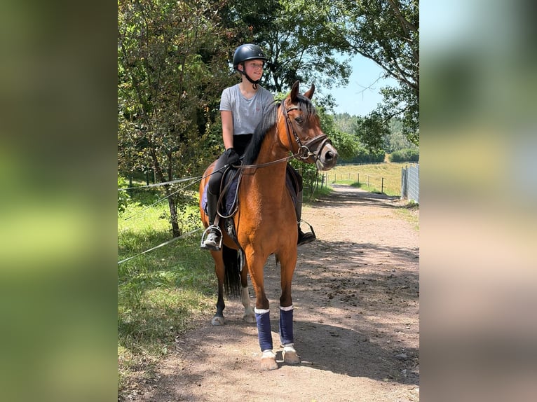 Poni alemán Yegua 3 años 144 cm Castaño in Ilmenau