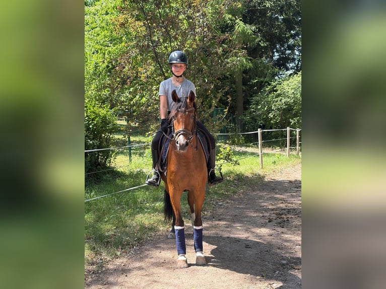 Poni alemán Yegua 3 años 144 cm Castaño in Ilmenau