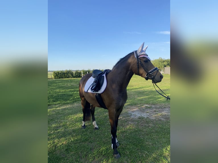 Poni alemán Yegua 3 años 144 cm Castaño in Stralsund