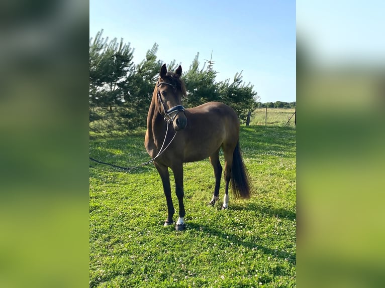 Poni alemán Yegua 3 años 144 cm Castaño in Stralsund