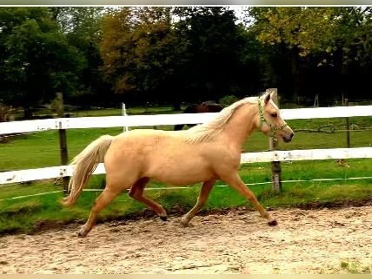 Poni alemán Yegua 3 años 144 cm Palomino in Wittmund