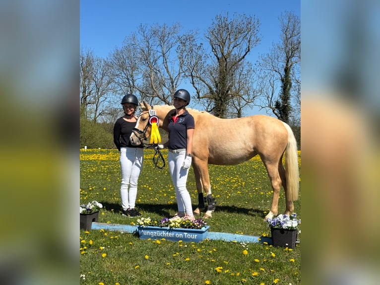 Poni alemán Yegua 3 años 144 cm Palomino in Stakendorf