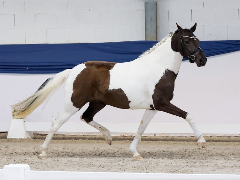 Poni alemán Yegua 3 años 144 cm Pío in Marsberg