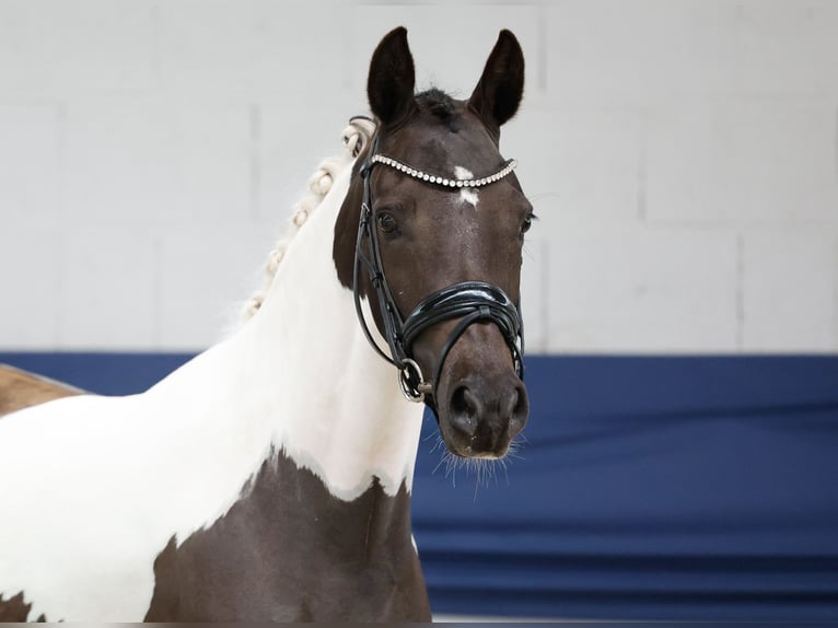 Poni alemán Yegua 3 años 144 cm Pío in Marsberg