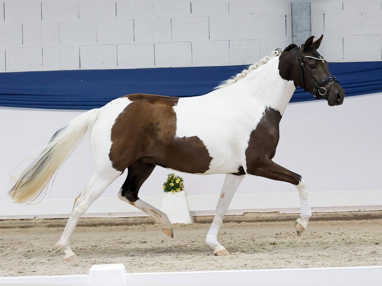 Poni alemán Yegua 3 años 144 cm Pío in Marsberg