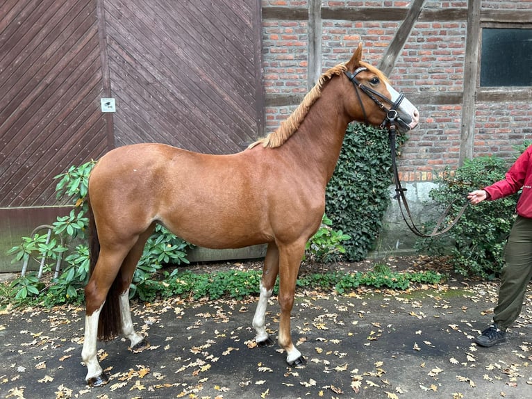 Poni alemán Yegua 3 años 145 cm Alazán in Harsewinkel