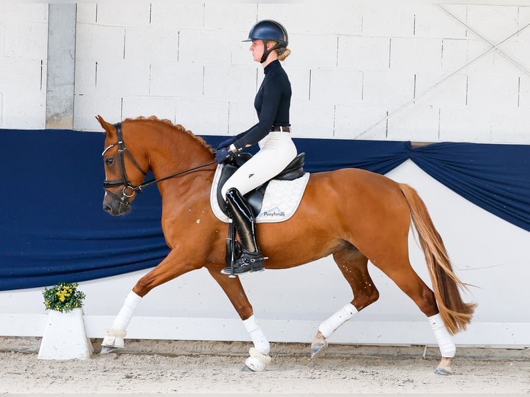 Poni alemán Yegua 3 años 145 cm Alazán in Marsberg
