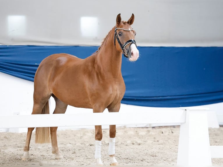 Poni alemán Yegua 3 años 145 cm Alazán in Marsberg