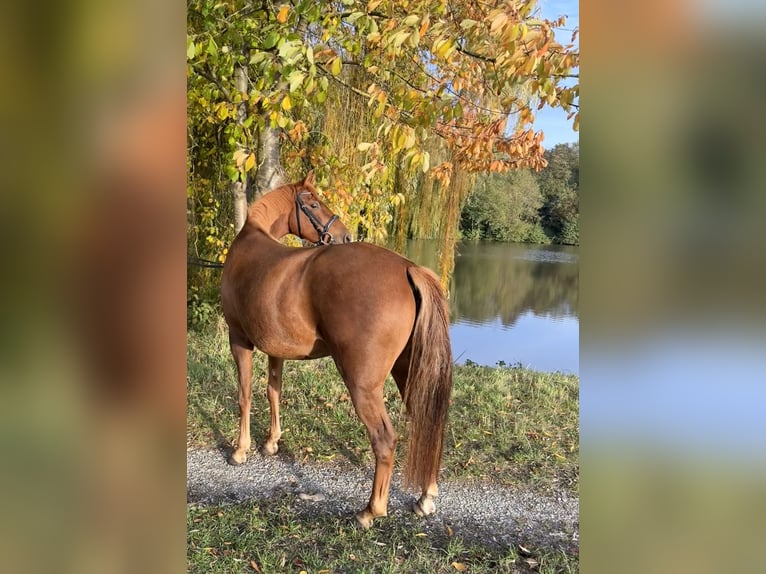 Poni alemán Yegua 3 años 145 cm Alazán in Rätzlingen
