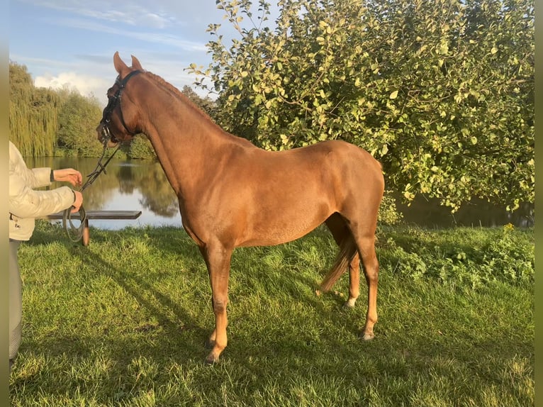 Poni alemán Yegua 3 años 145 cm Alazán in Rätzlingen