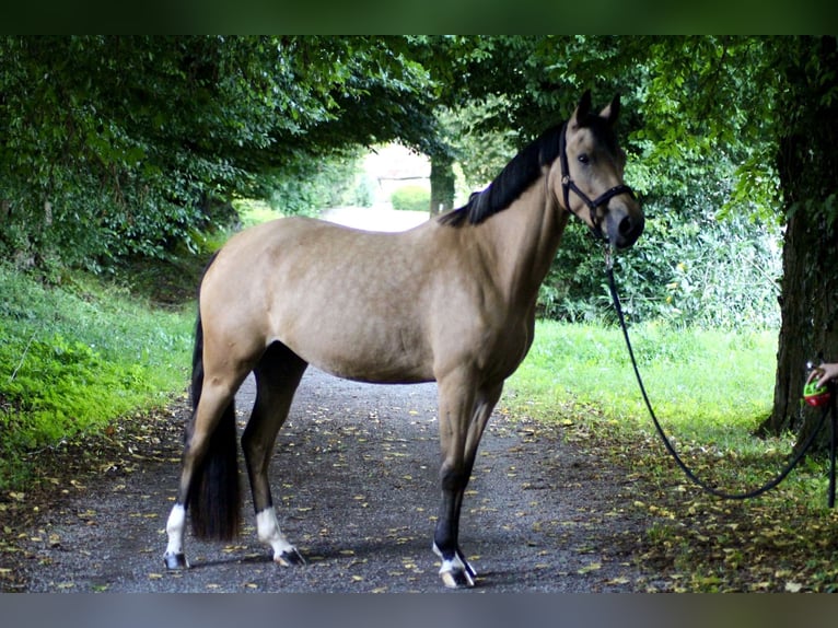 Poni alemán Yegua 3 años 145 cm Buckskin/Bayo in Balve