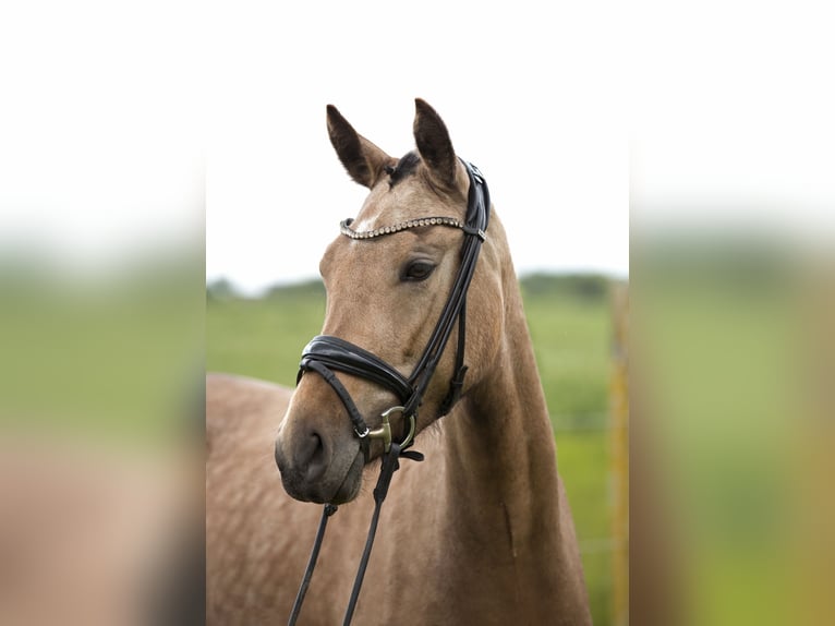 Poni alemán Yegua 3 años 145 cm Buckskin/Bayo in Neuss