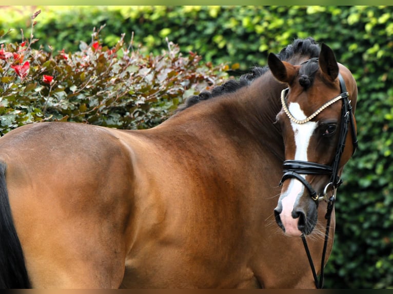 Poni alemán Yegua 3 años 145 cm Castaño in Rehburg-Loccum Münchehagen