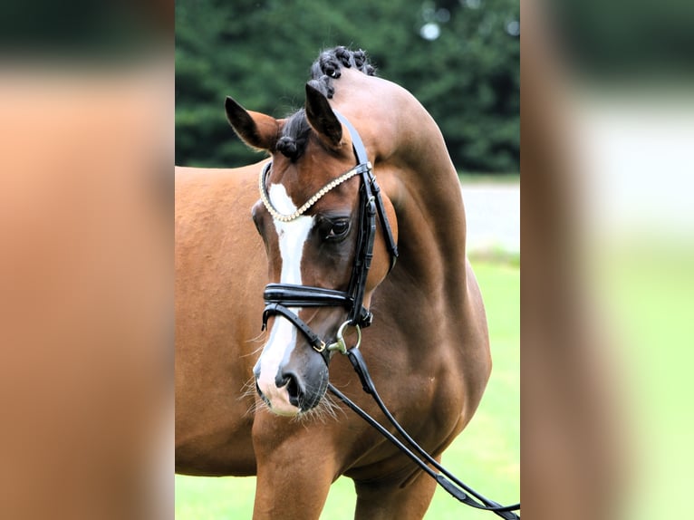 Poni alemán Yegua 3 años 145 cm Castaño in Rehburg-Loccum Münchehagen