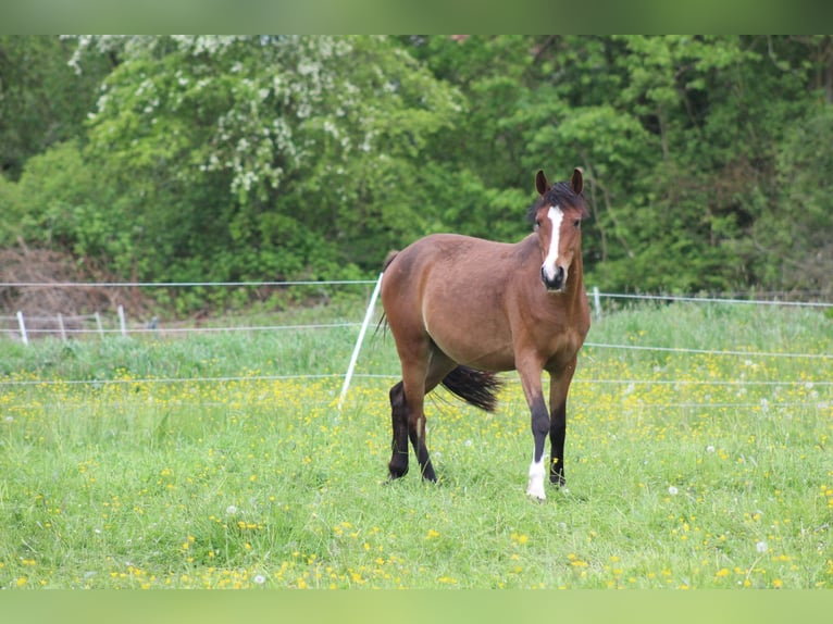 Poni alemán Yegua 3 años 145 cm Castaño in Kastorf