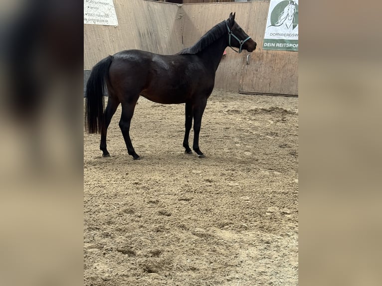Poni alemán Yegua 3 años 145 cm Castaño oscuro in Wegeleben